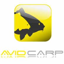 Avid Carp