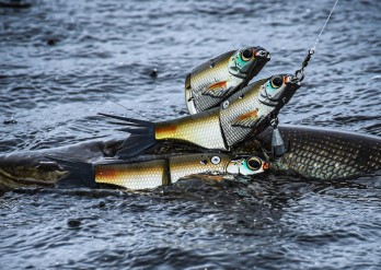 Spro KGB K-Rig CS-3 Platinum Shad 