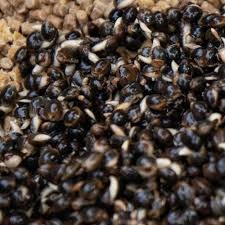 Dynamite Hempseed Natural  700 gr